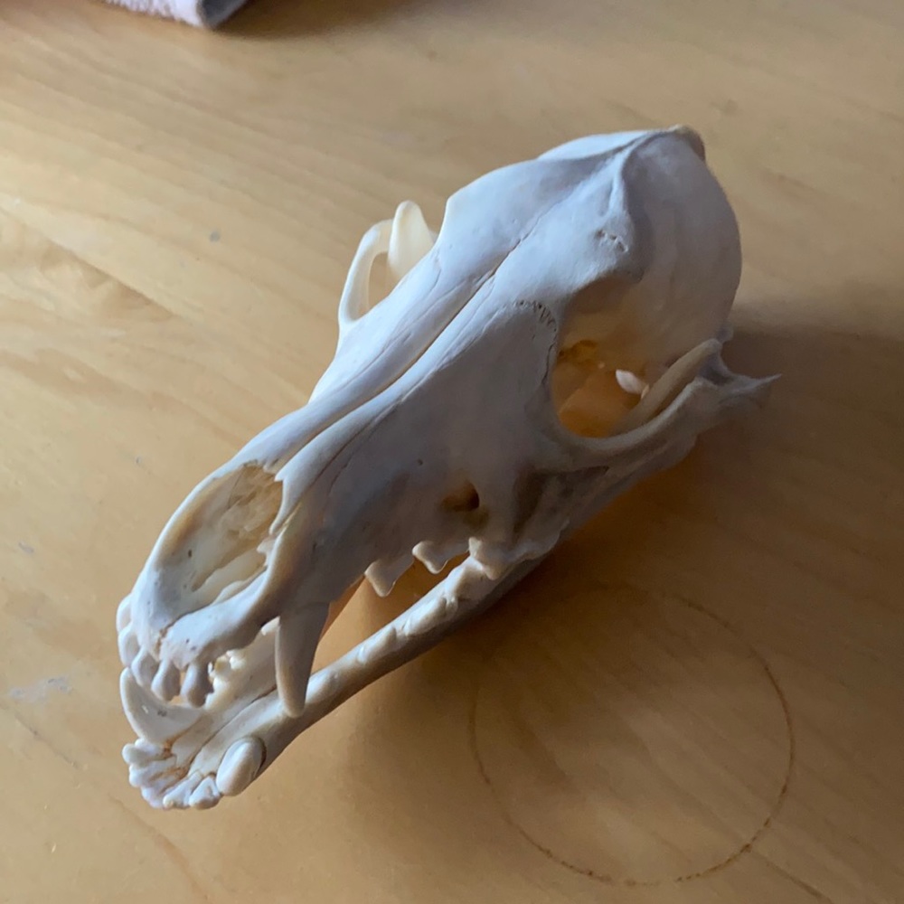 Animal skull